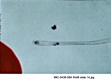 AFDIL Photomicrograph marked: '99C-0438-58A Roll 8 slide 14.jpg', depicting the root of one hair adjacent to a red dot