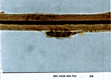 AFDIL Photomicrograph depicting hair shaft and marked: '99C-0438-46A Roll 3 Slide 09.jpg'