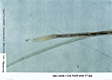 AFDIL Photomicrograph marked: '99C-0438-112A Roll 8 slide 21.jpg' depicting hair root