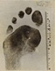 Exemplar of left footprint of Jeffrey MacDonald